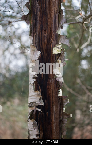 Downy Birch (Betula pubescens). Short lived species, but with a bark which is waterproof and resistant to fungus. Stock Photo