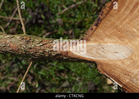 Norway Spruce (Picea abies). Piece of trunk cross-section. Showing side branch originating from trunk and how a knot is revealed Stock Photo