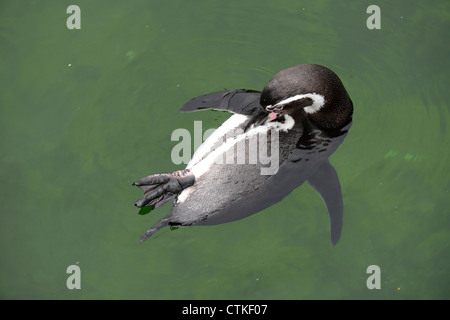 Penguins (order Sphenisciformes, family Spheniscidae) are a group of aquatic Stock Photo