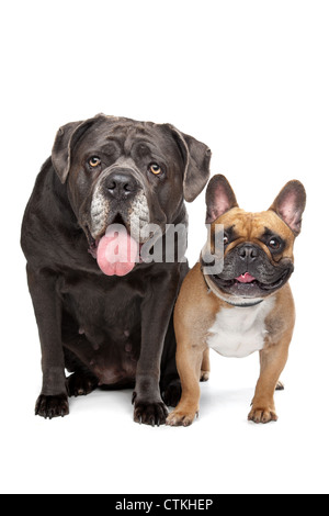 Cane Corso and French Bulldog sitting in front of a white background Stock Photo