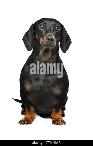 dachshund black and tan in front of white background Stock Photo