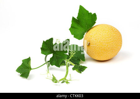 galia melone isolated on white Stock Photo