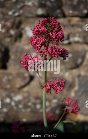 Red Valerian (Centranthus ruber) flowers with green foliage sunlit in domestic garden Stock Photo