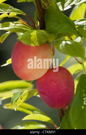 two ripe plums, Plum Lizzie - Prunus domestica, - yellow red colour - on branch of tree Stock Photo