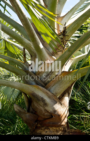The trunk of a Bismark Palm Stock Photo