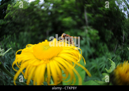 hover fly on a flower yellow Stock Photo