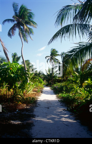 A sandy trail through the lush jungle in Belize. Stock Photo