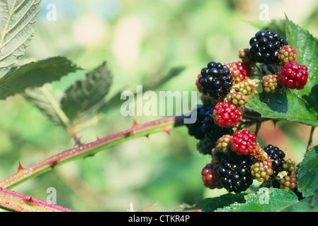 A bunch of Himalayan blackberries in Oregon. Stock Photo