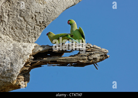 Rose-ringed (ring-necked) parakeets, Uda Walawe National Park, Sri Lanka Stock Photo