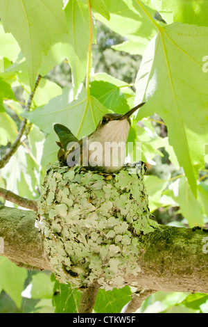 Ruby-throated Hummingbird bird incubating Nest - vertical Stock Photo