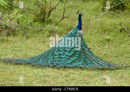 Male Indian blue peafowl (peacock), Yala National Park, Sri Lanka Stock Photo