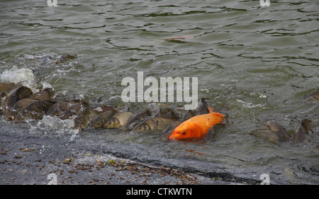 Kio Carp feeding Stock Photo