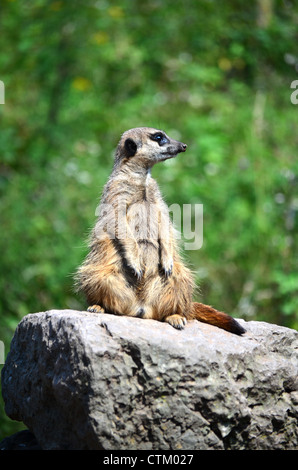 Meerkat or slender-tailed suricate sitting on a rock keeping watch Stock Photo