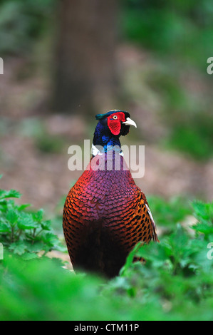 A proud common pheasant UK Stock Photo