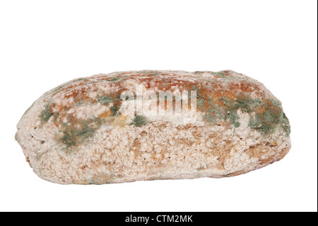 A loaf of brown organic bread starting to go mouldy on a white background Stock Photo