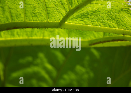 Giant Rhubarb (Gunnera tinctoria) Chilean rhubarb Stock Photo