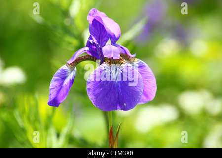 Beautiful purple siberian iris close up shoot Stock Photo
