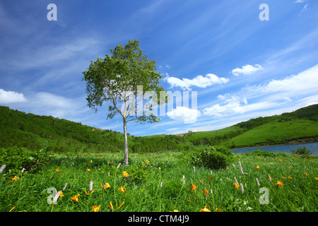 Day lily and white birch in summer, Gunma Japan Stock Photo