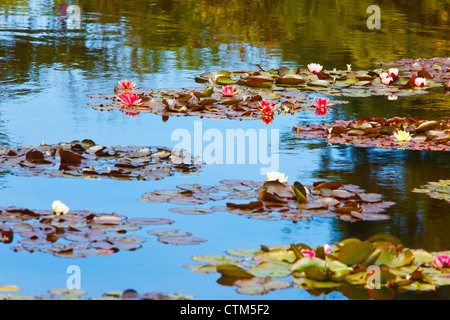 Lily Pond At Shore Acres State Park; Coos Bay, Oregon, United States of America Stock Photo