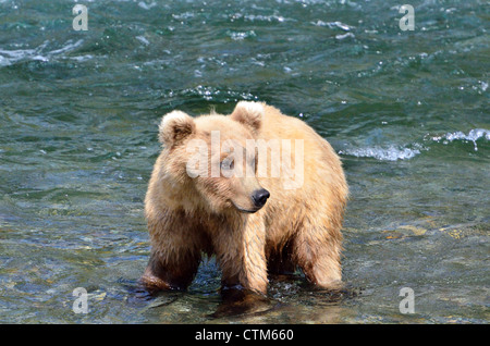 A young brown bear fishing in the Brooks River. Katmai National Park and Preserve. Alaska, USA. Stock Photo