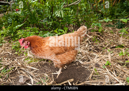 Freerange hen in backyard, Kailua, Oahu, Hawaii Stock Photo