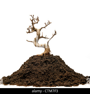 Dead bonsai tree and a pile of ground on white background Stock Photo