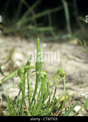 MOUSETAIL Myosurus minimus (Ranunculaceae) Stock Photo