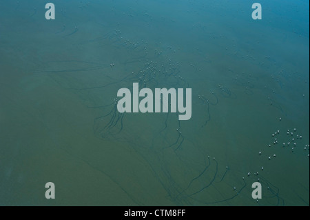 Aerial view of flamingoes on Lake Magadi, Kenya Stock Photo