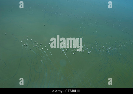 Aerial view of flamingoes on Lake Magadi, Kenya Stock Photo
