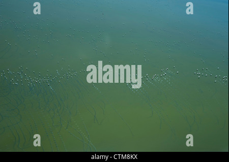 Aerial view of flamingoes on Lake Magadi, Kenya Stock Photo