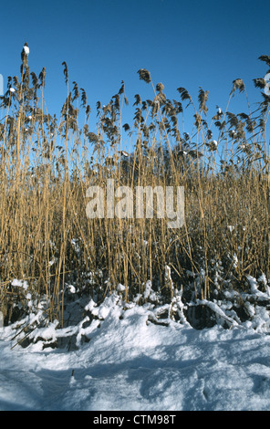 COMMON REED Phragmites australis (Poaceae) Stock Photo