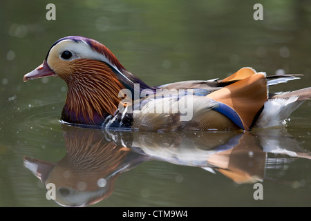 Male Mandarin duck swimming on a pond Stock Photo