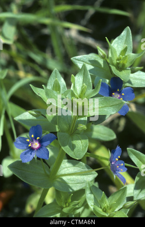 Blue Pimpernel Anagallis arvensis foemina (Primulaceae) Stock Photo