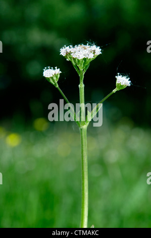 MARSH VALERIAN Valeriana dioica (Valerianaceae) Stock Photo