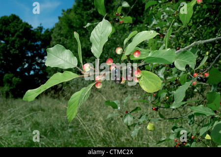 ALDER BUCKTHORN Frangula alnus (Rhamnaceae) Stock Photo