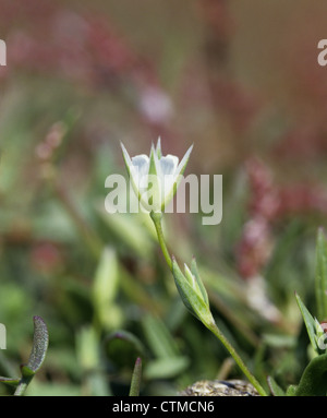 UPRIGHT CHICKWEED Moenchia erecta (Caryophyllaceae) Stock Photo