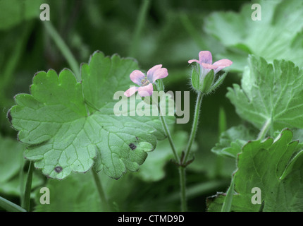 ROUND-LEAVED CRANE’S-BILL Geranium rotundifolium (Geraniaceae) Stock Photo