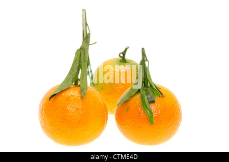 Fresh Clementines with leaves - studio shot on a white background Stock Photo