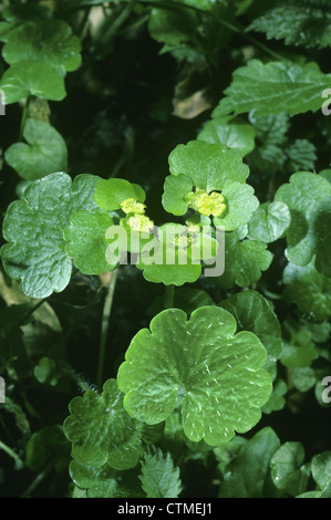 ALTERNATE-LEAVED GOLDEN SAXIFRAGE Chrysosplenium alternifolium (Saxifragaceae) Stock Photo