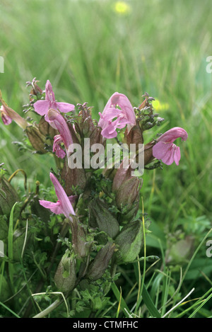 MARSH LOUSEWORT Pedicularis palustris (Scrophulariaceae) Stock Photo