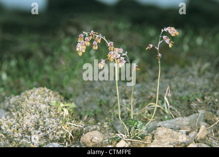 ALPINE MEADOW-RUE Thalictrum alpinum (Ranunculaceae) Stock Photo