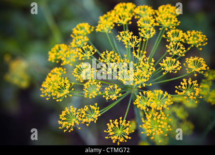 Close-up photo with shallow Depth of field of yellow dill flower umbels Stock Photo