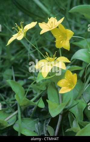 YELLOW PIMPERNEL Lysimachia nemorum (Primulaceae) Stock Photo