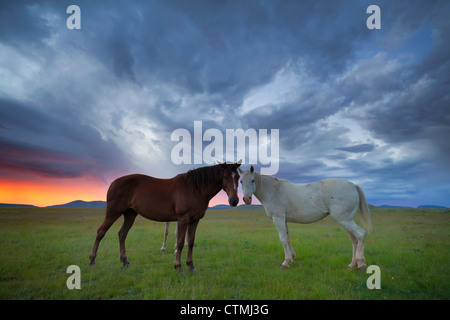 Two horses facing each other under moody winter sunset, Eastern Cape highlands, South Africa Stock Photo