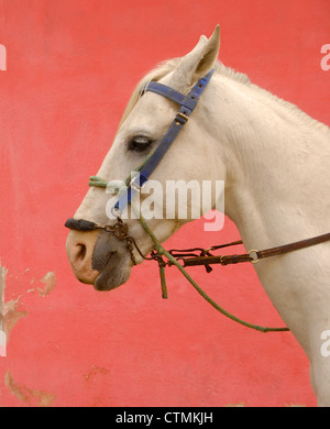 White stallion waiting beside painted wall in Antigua, Guatemala Stock Photo