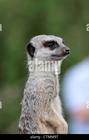 Meerkat (Suricata suricatta) stands guard at Yorkshire Wildlife Park Stock Photo