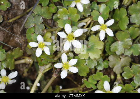 ROUND-LEAVED CROWFOOT Ranunculus omiophyllus (Ranunculaceae) Stock Photo