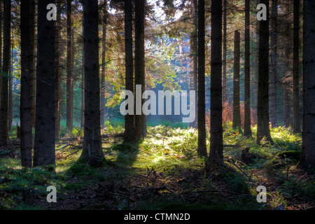 Sunbeams at sunrise lighten grass and ferns in a forest. Stock Photo
