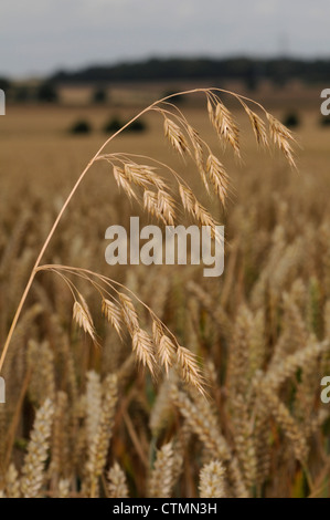 Rye Brome Bromus secalinus (Poaceae) Stock Photo