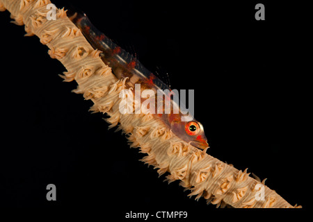 Wire Coral Goby (Bryaninops yongei) on Wire Coral on a tropical coral reef off the islands of Palau in Micronesia. Stock Photo